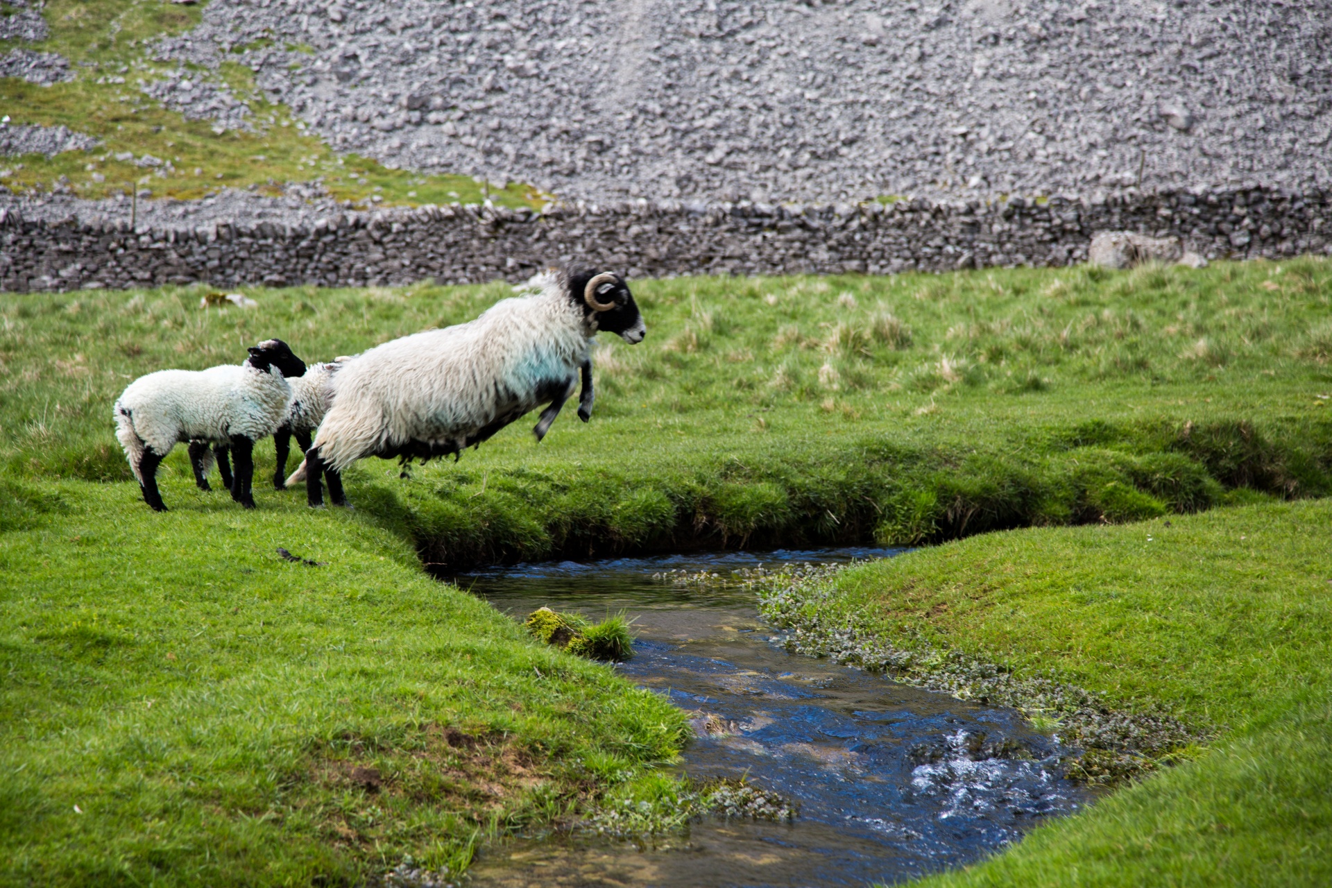 sheep farm farming free photo