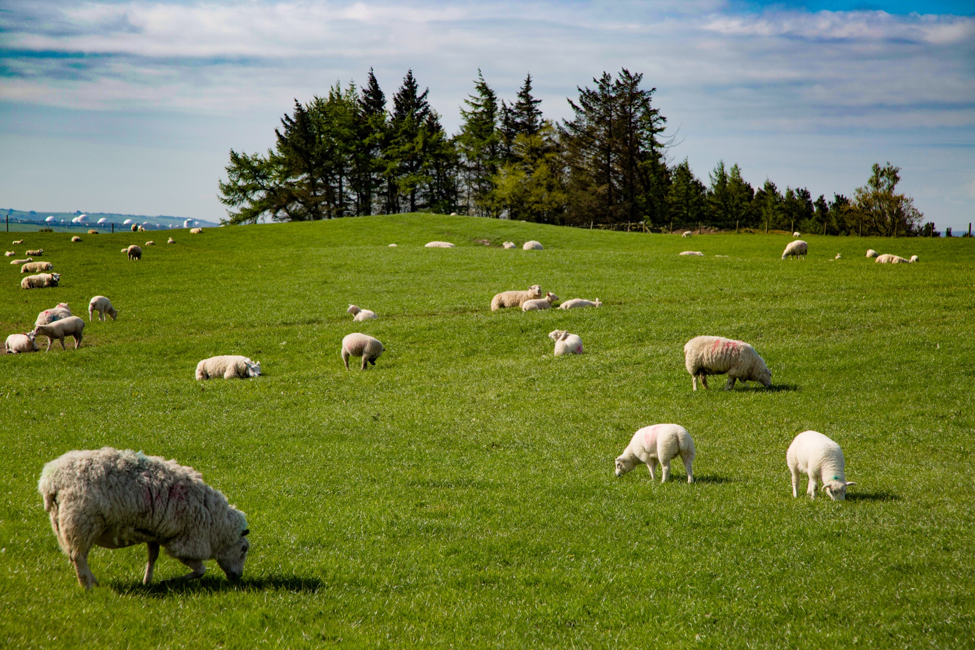 sheep farm farming free photo