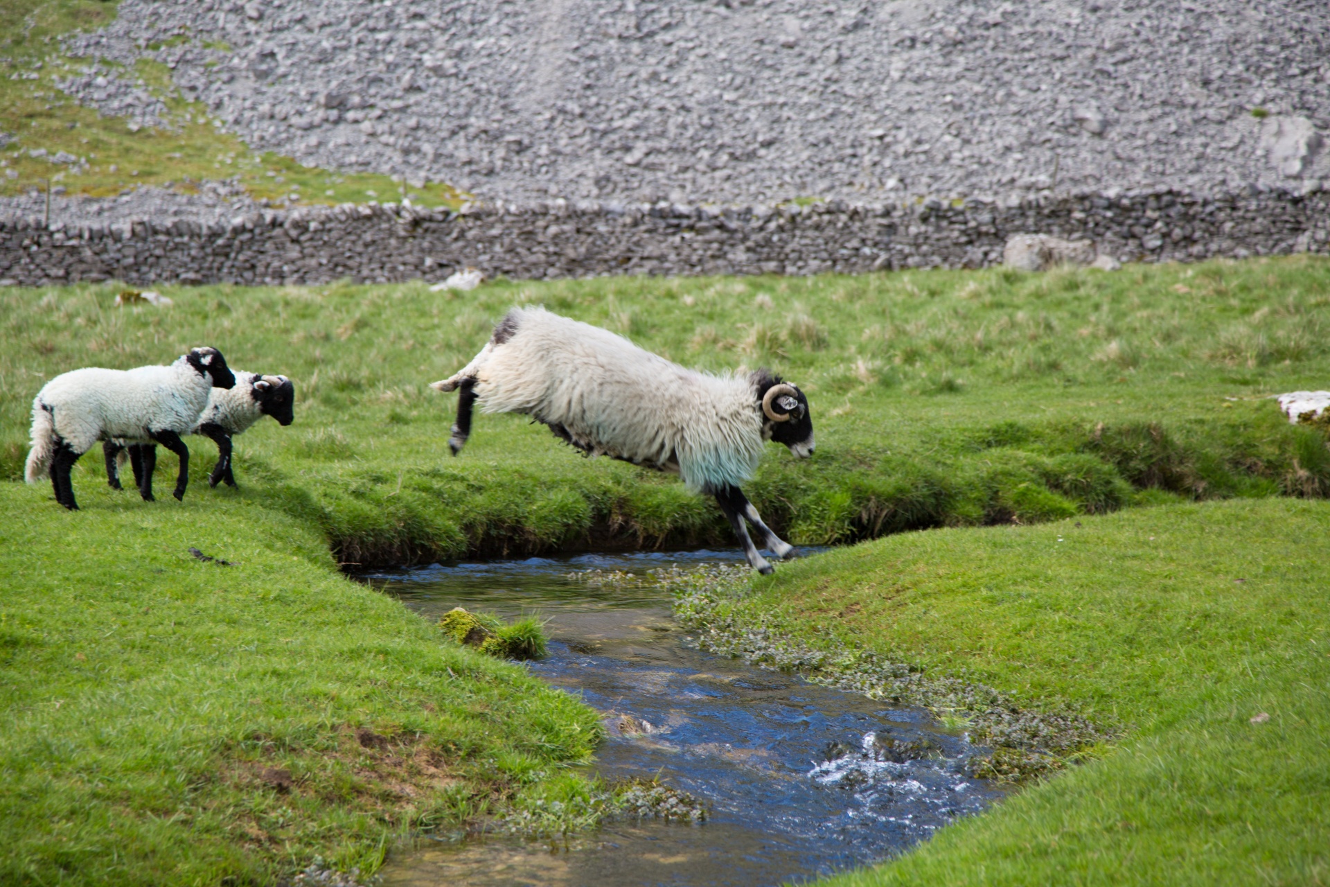 sheep farm farming free photo