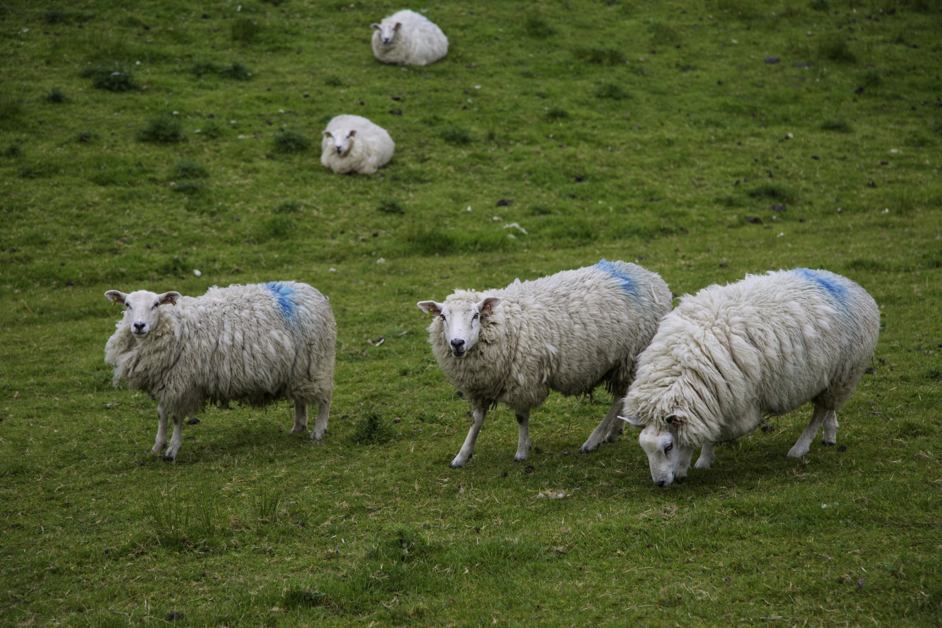 sheep farm farming free photo