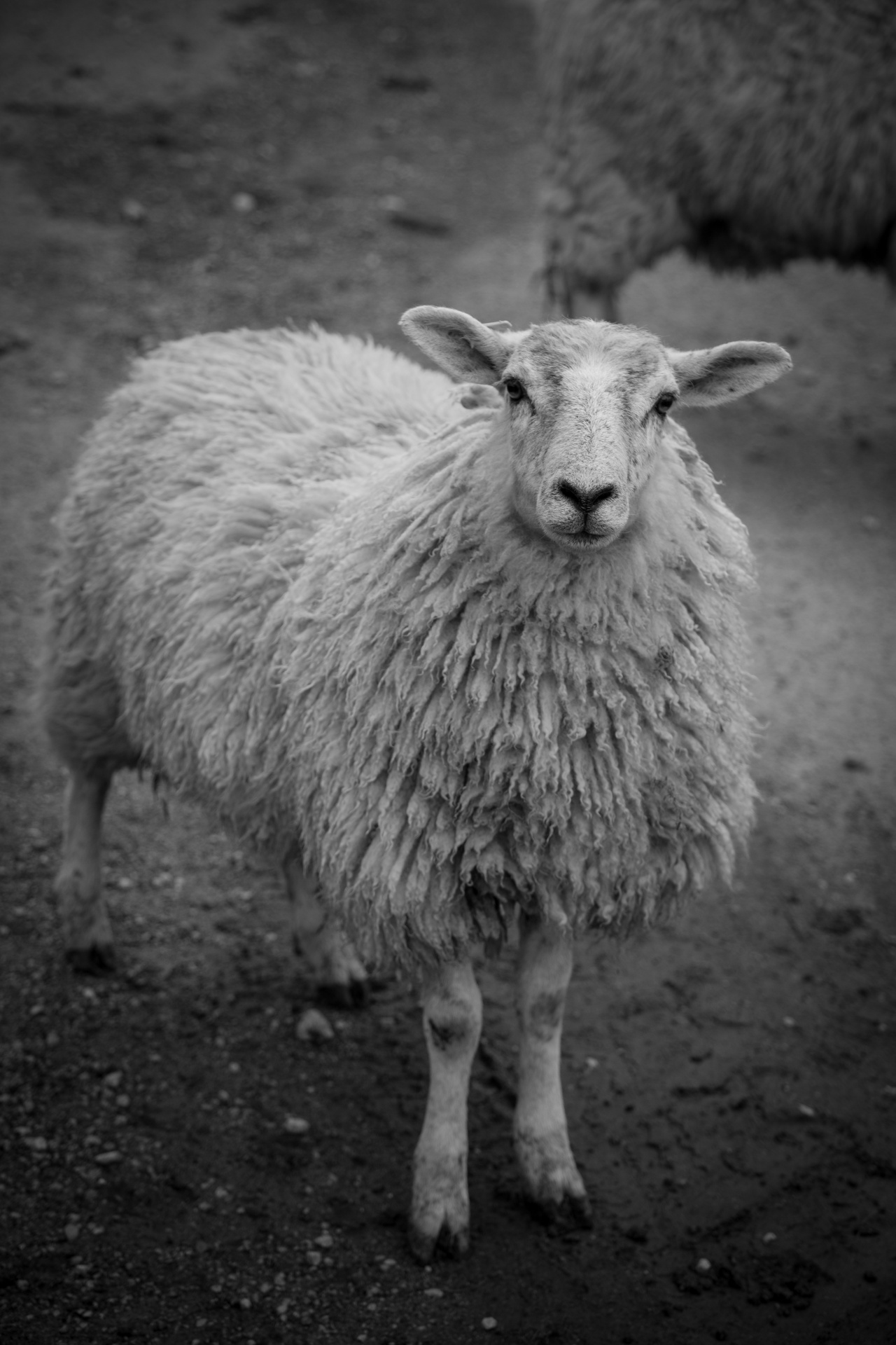 sheep farm farming free photo