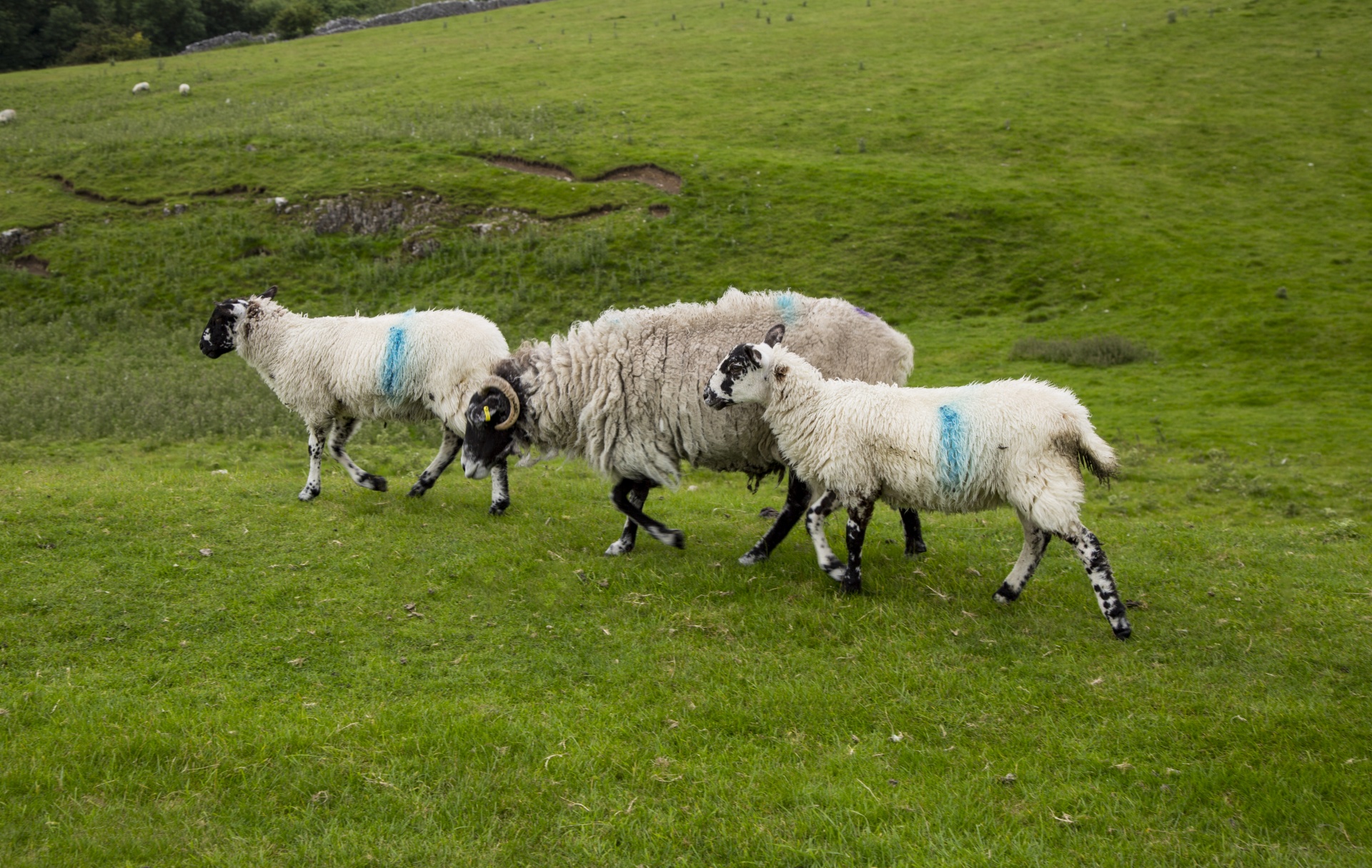 sheep farm farming free photo