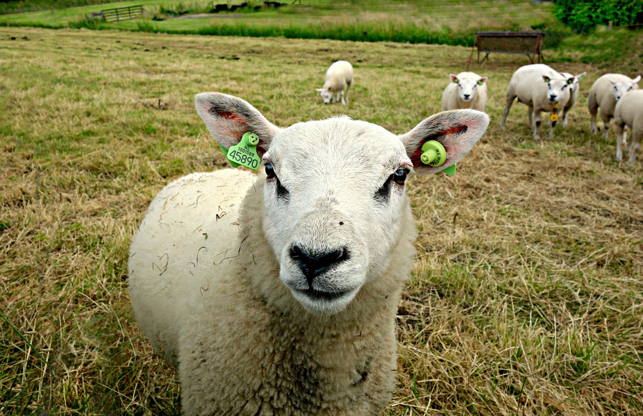 sheep animal farm animal free photo