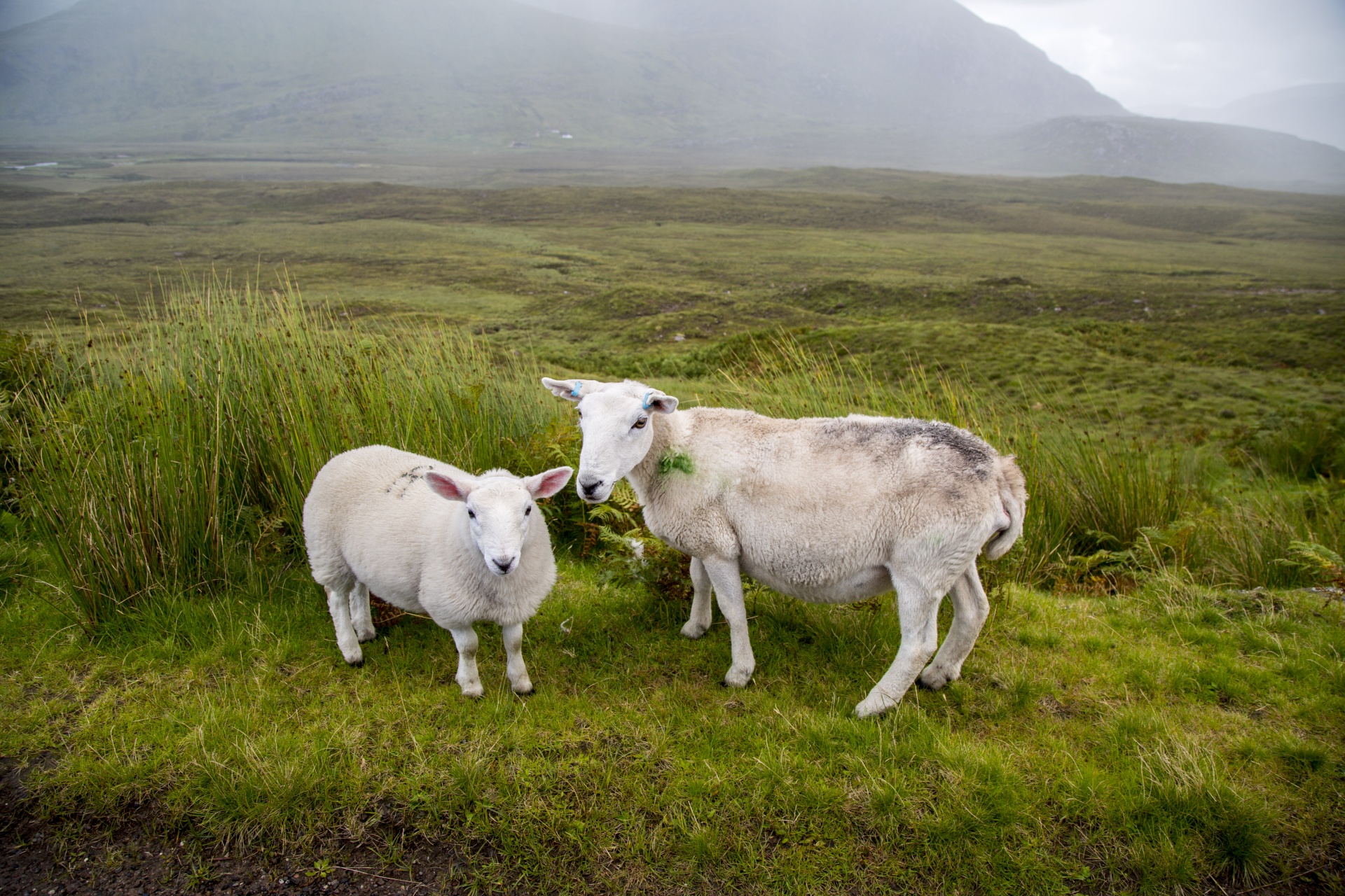 sheep farm farming free photo