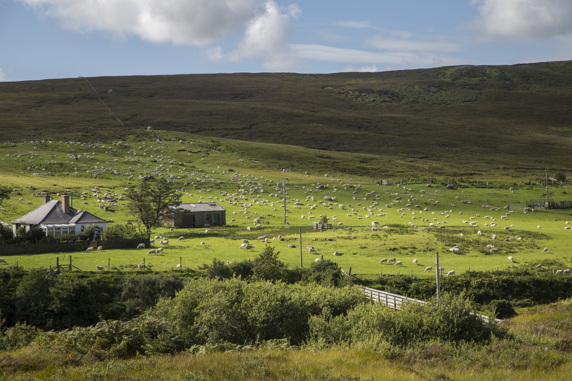 sheep farm farming free photo