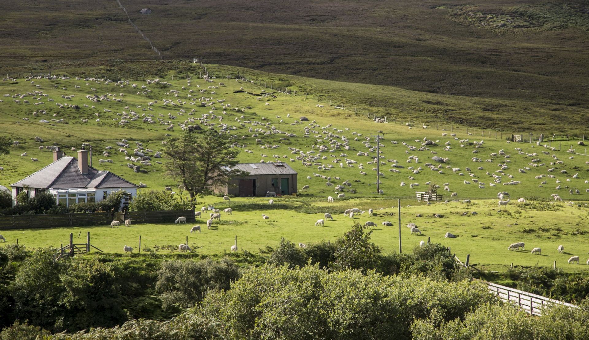 sheep farm farming free photo