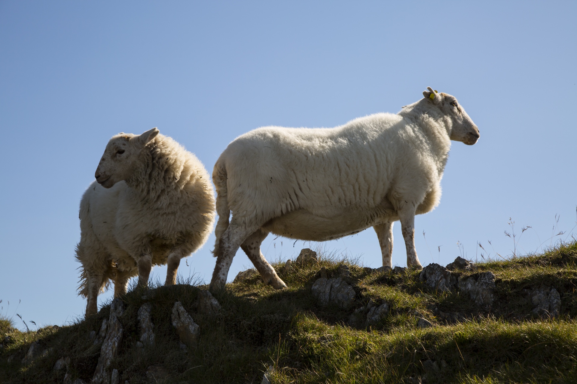 sheep farm farming free photo