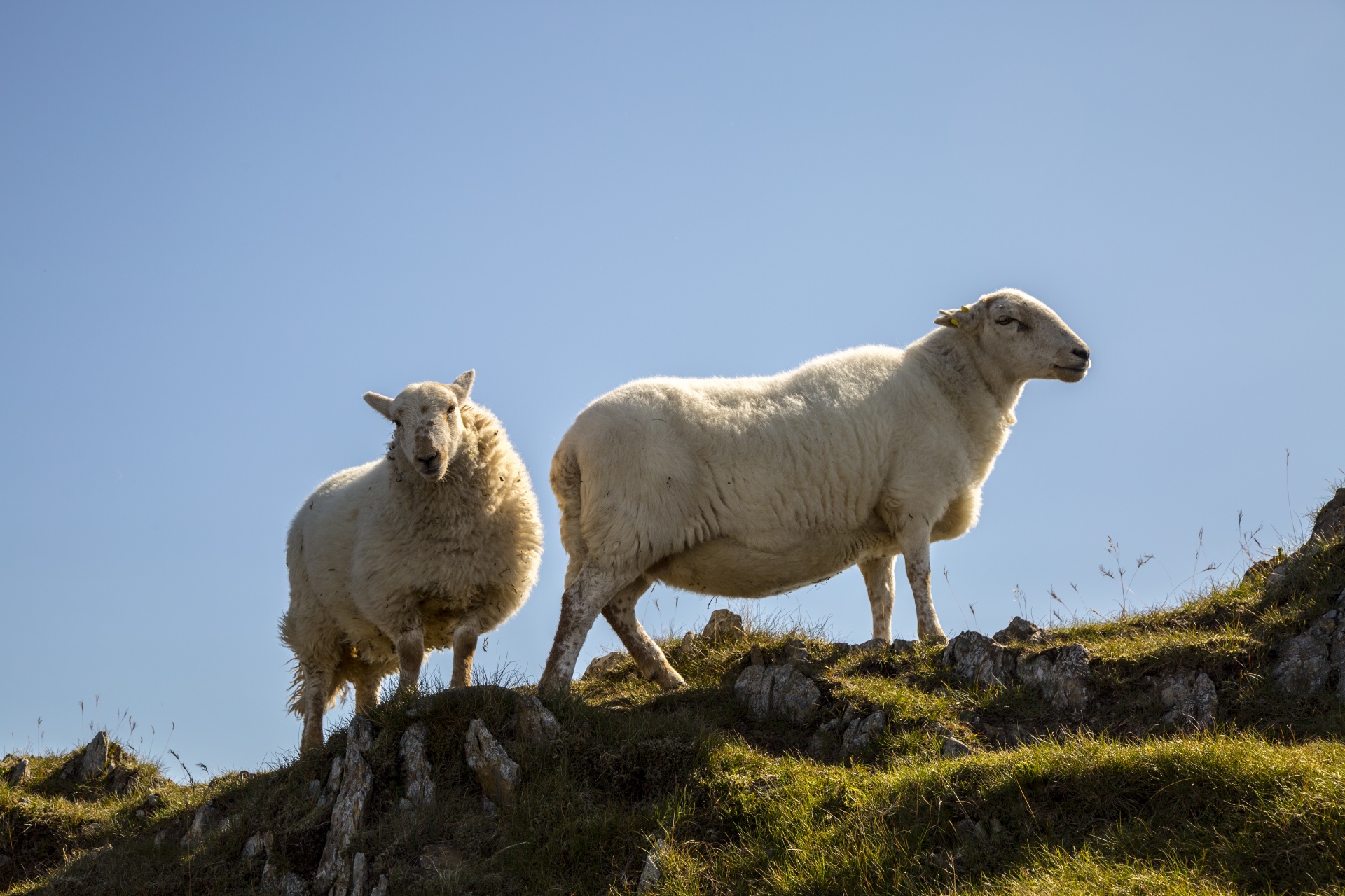 sheep farm farming free photo