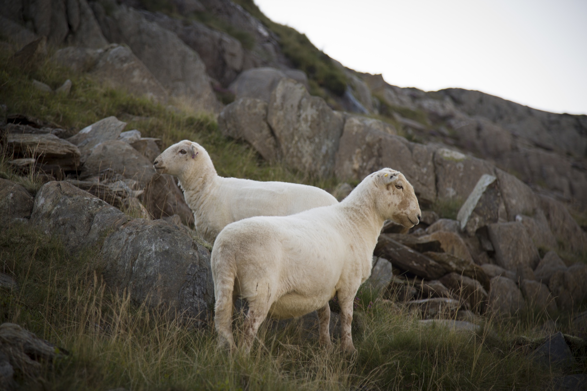 sheep farm farming free photo