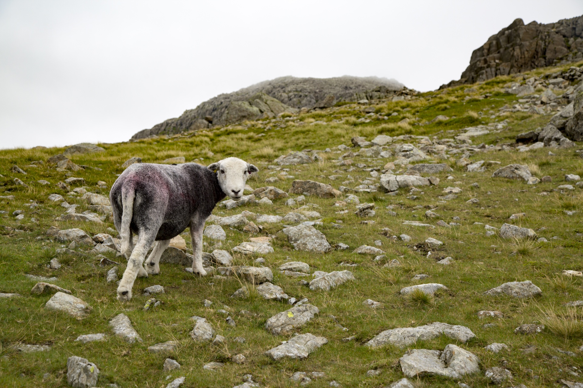 sheep farm farming free photo