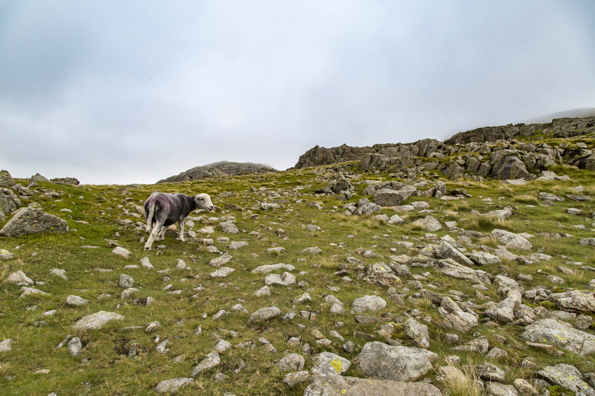 sheep farm farming free photo