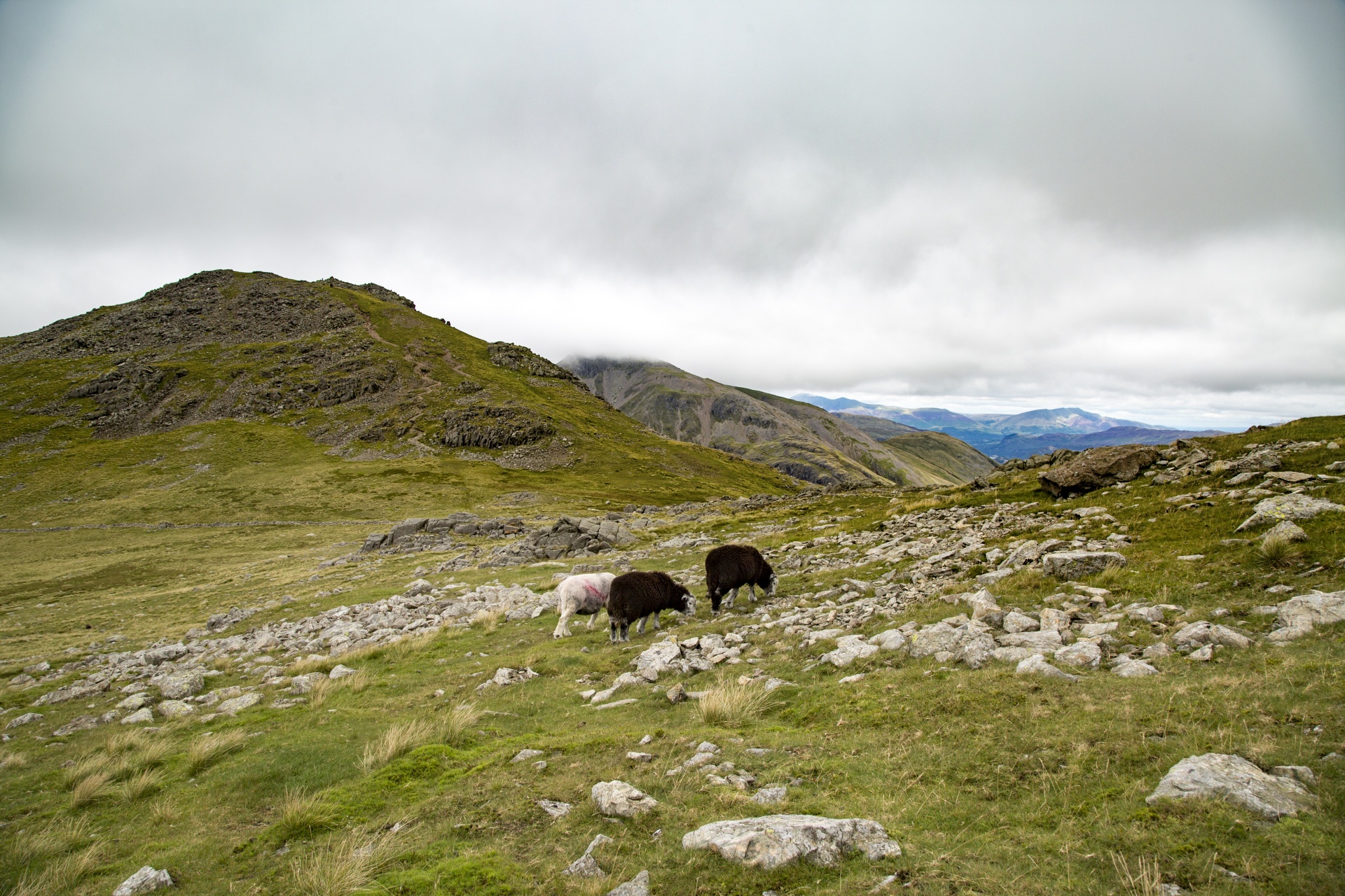 sheep farm farming free photo