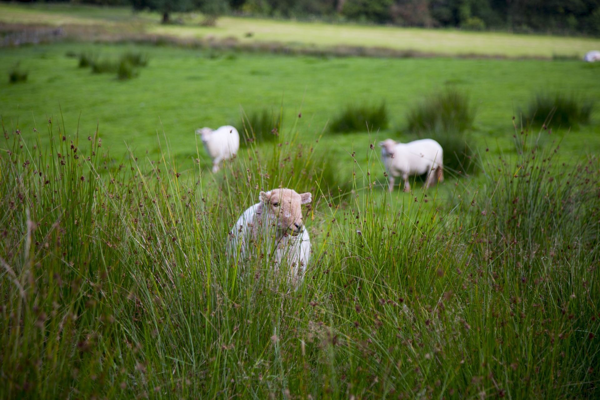 sheep farm farming free photo