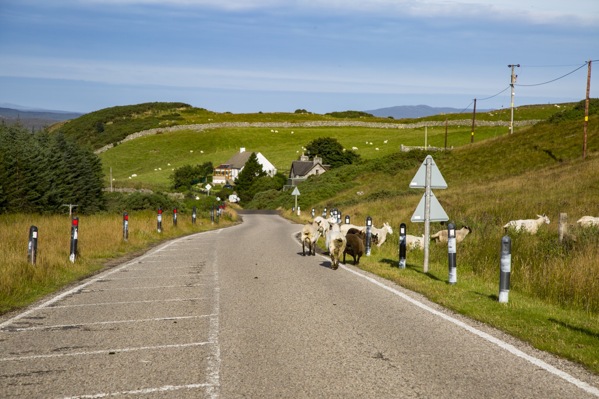 sheep farm farming free photo