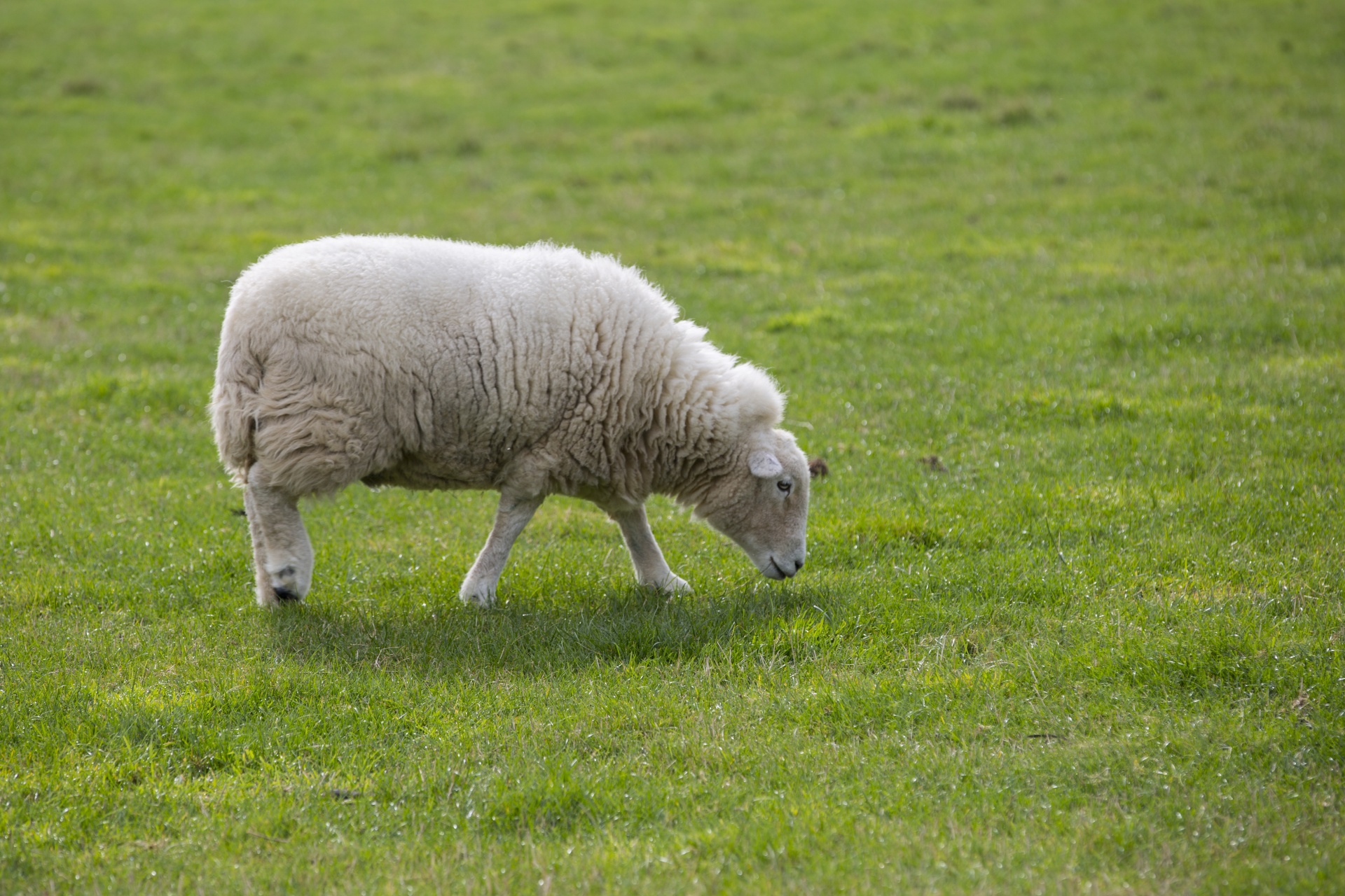 sheep farm farming free photo