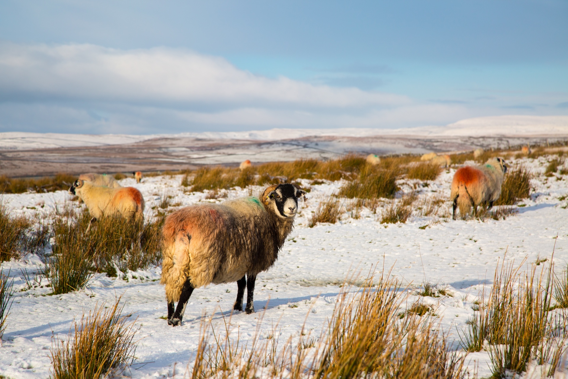 sheep farm farming free photo