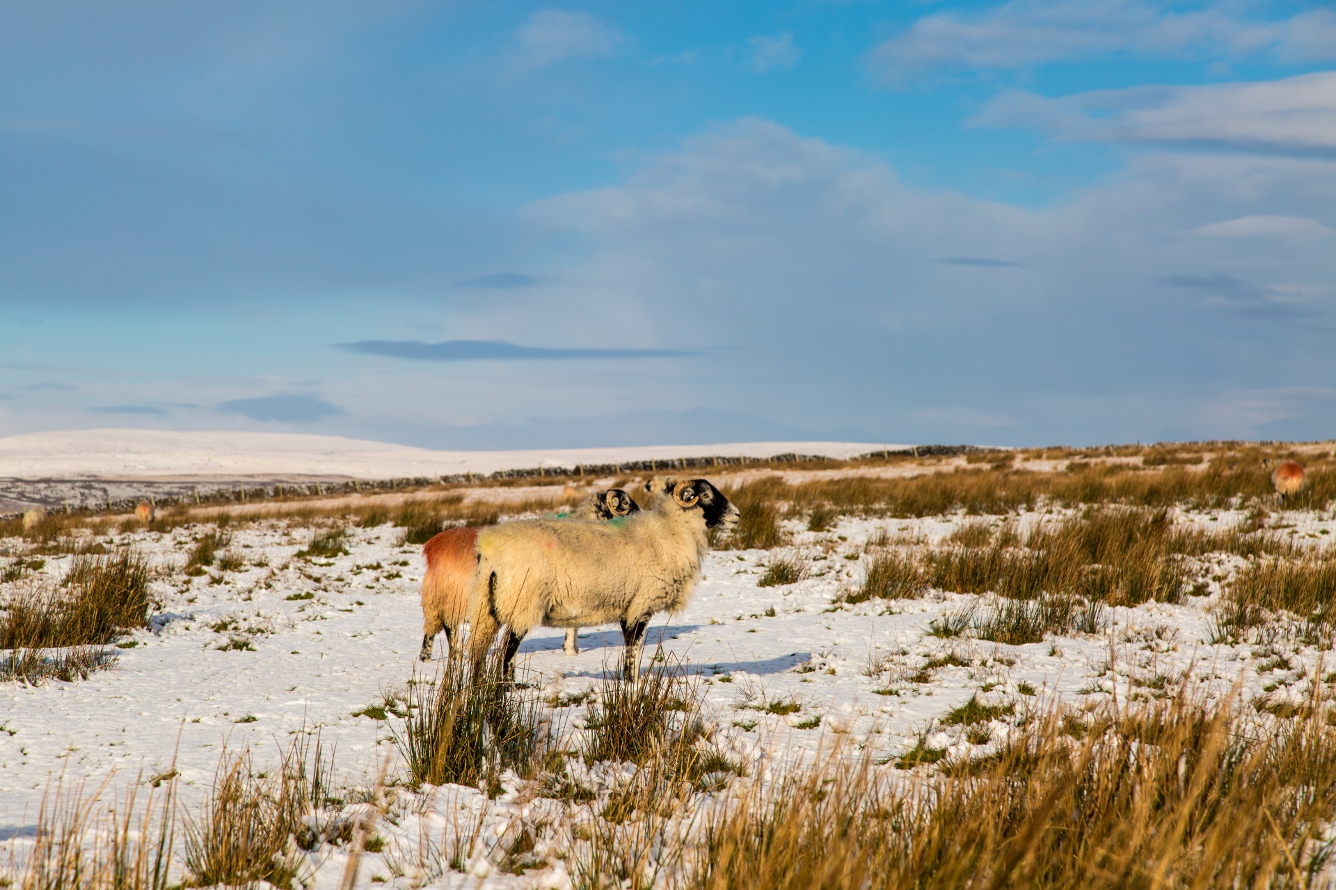 sheep farm farming free photo