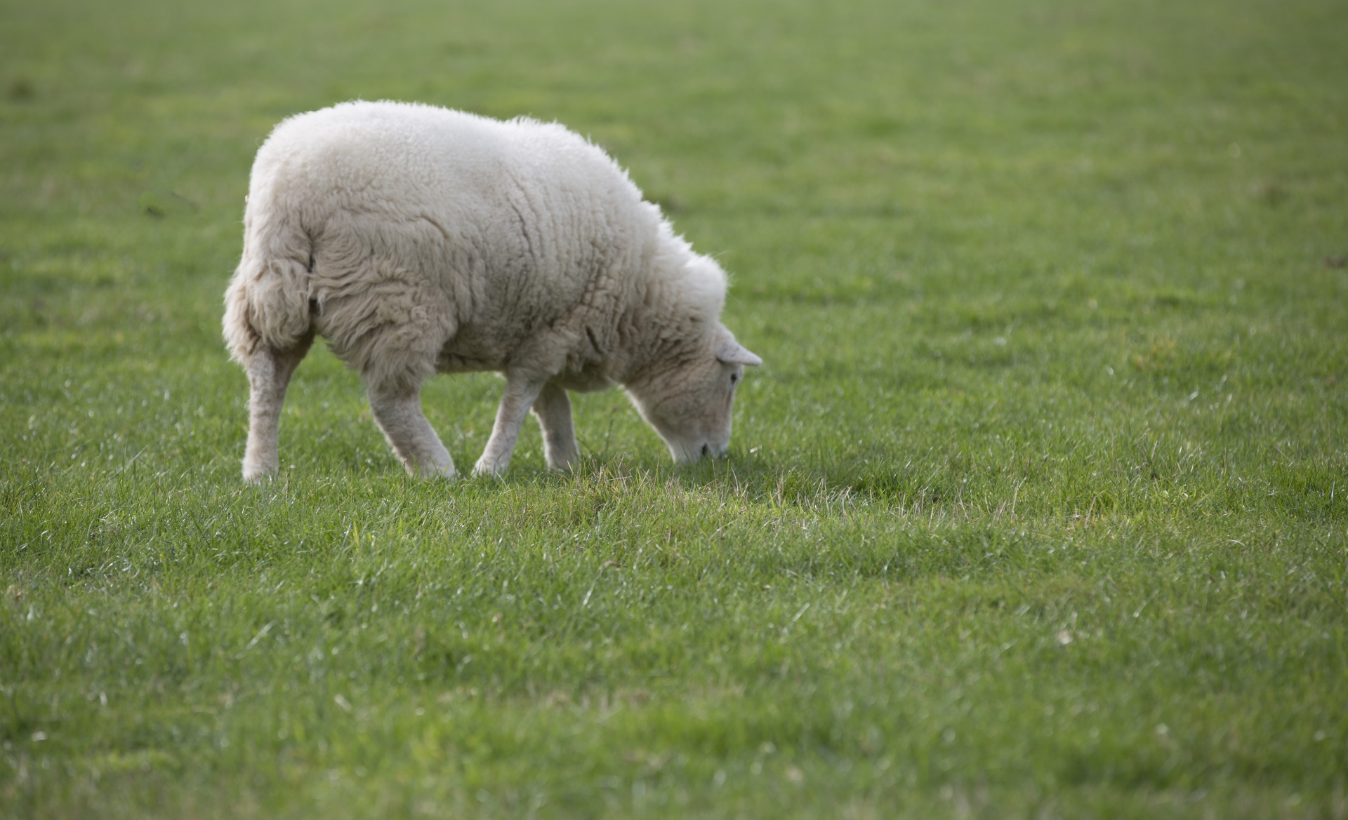 sheep farm farming free photo