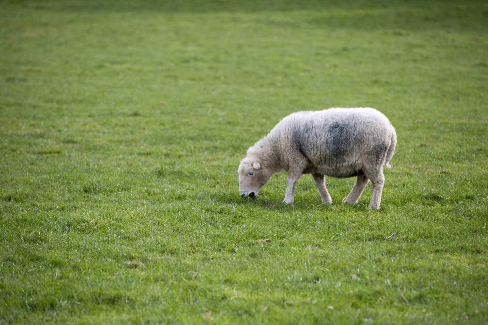 sheep farm farming free photo