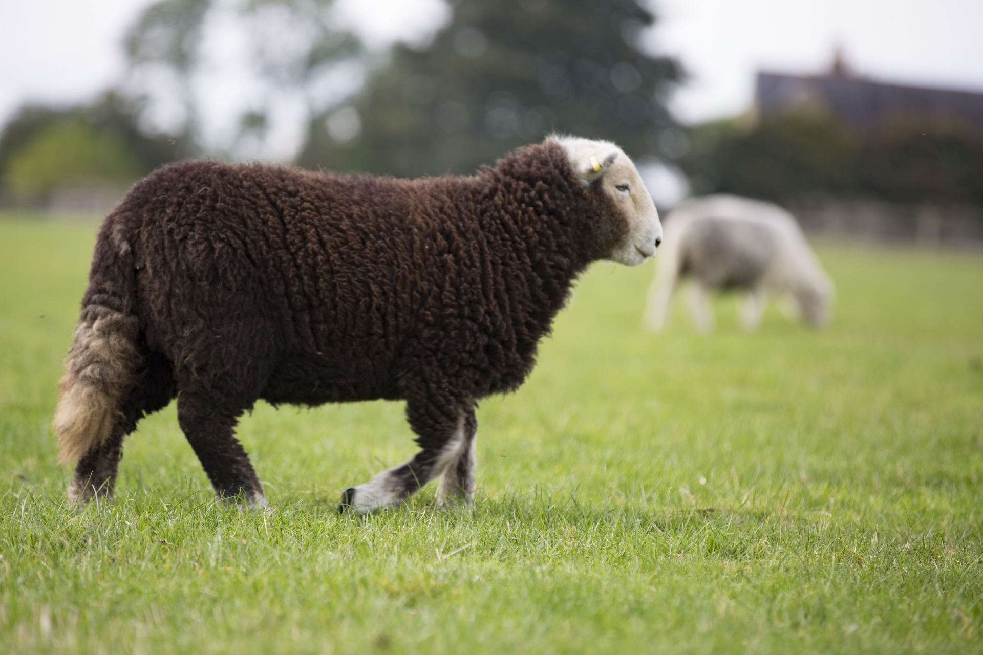 sheep farm farming free photo