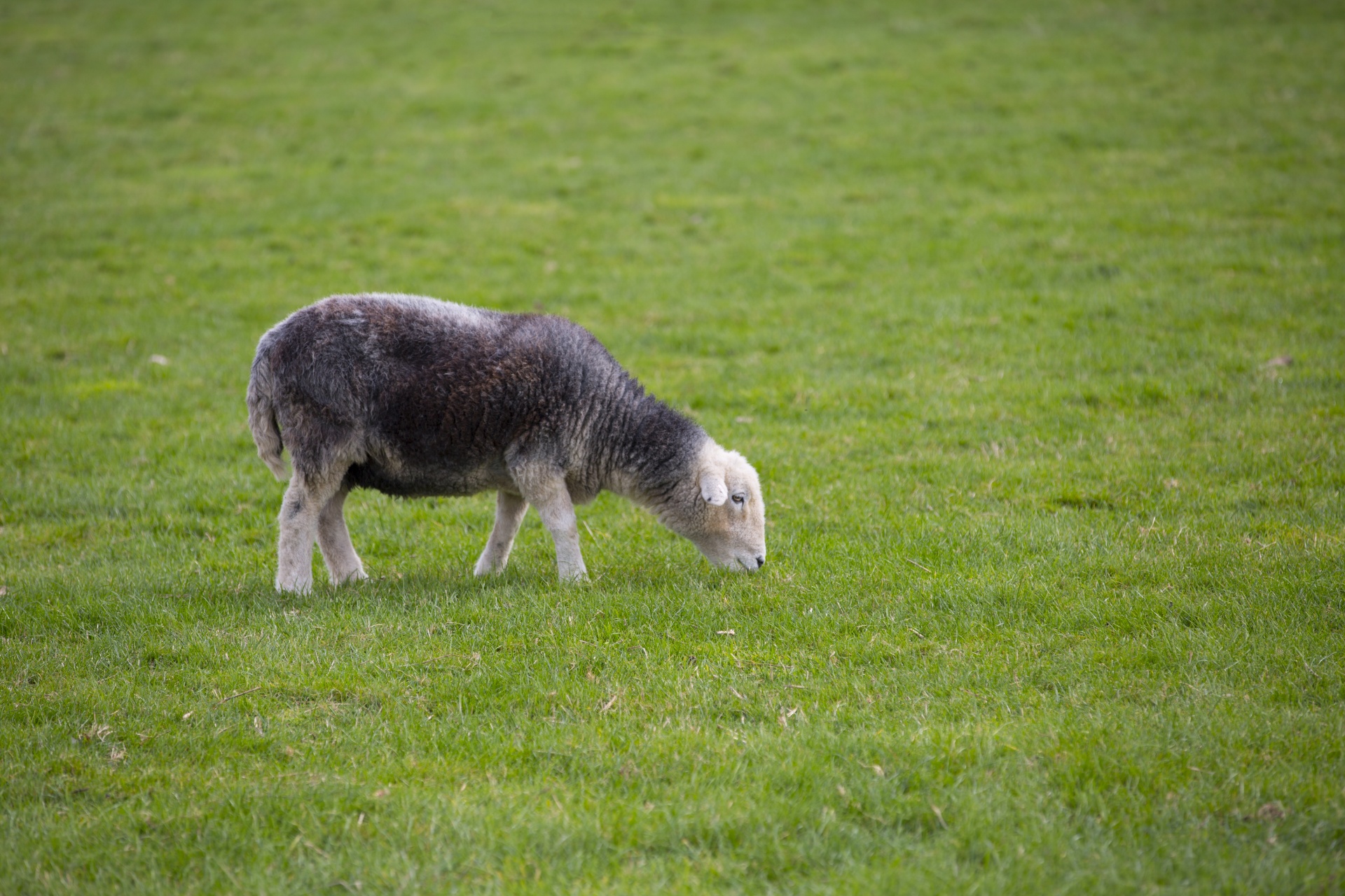 sheep farm farming free photo