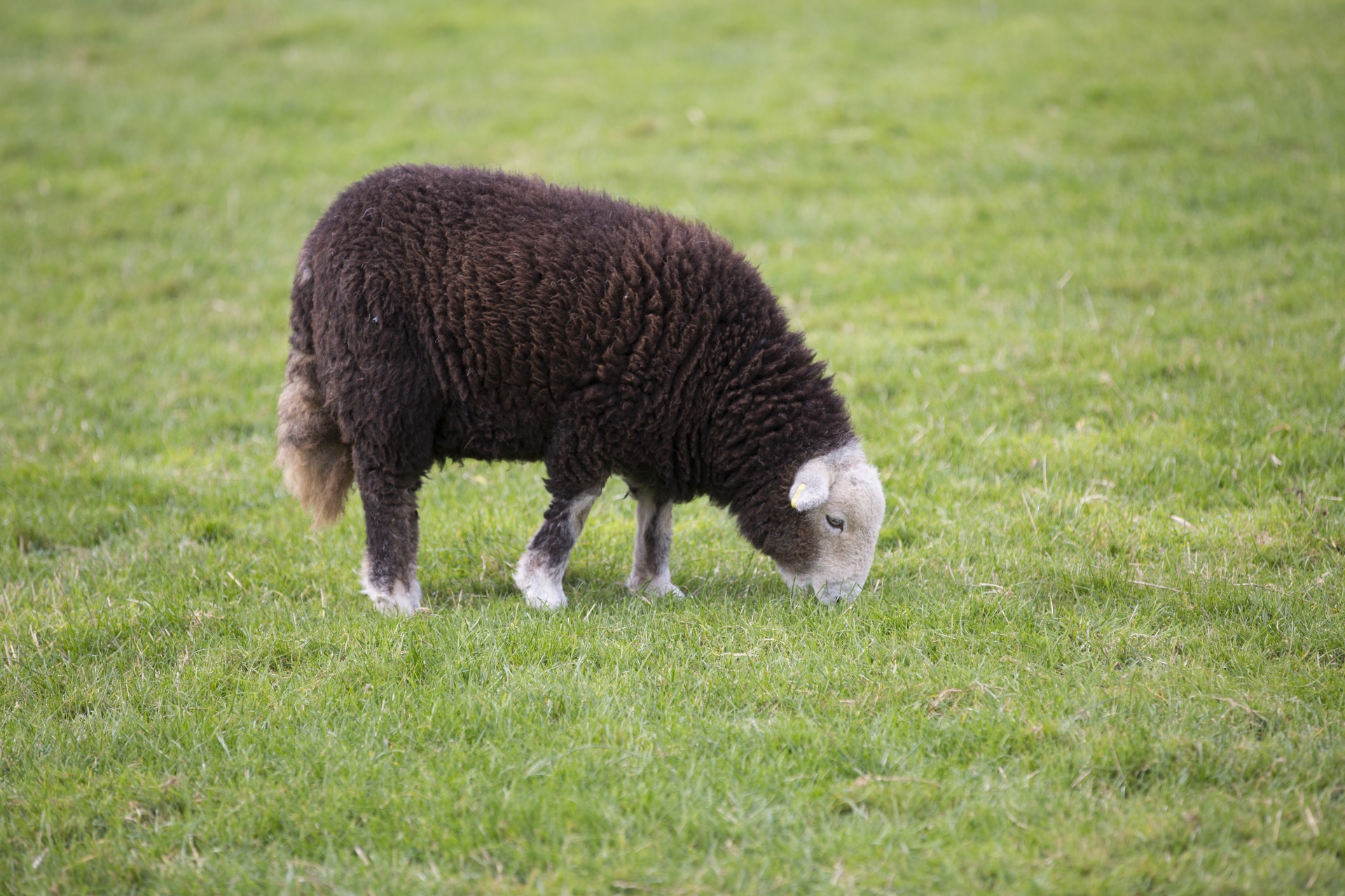 sheep farm farming free photo