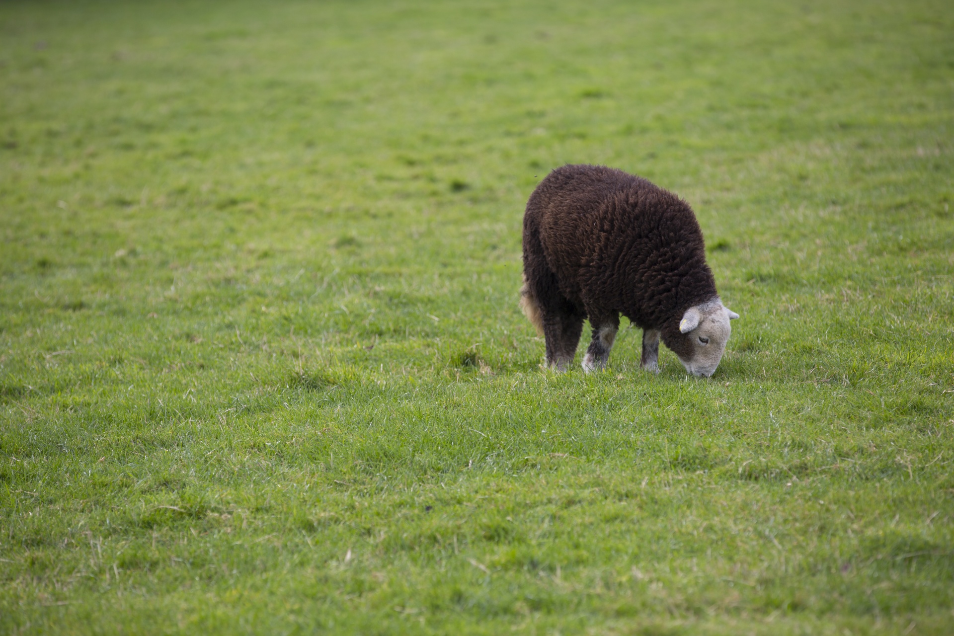 sheep farm farming free photo