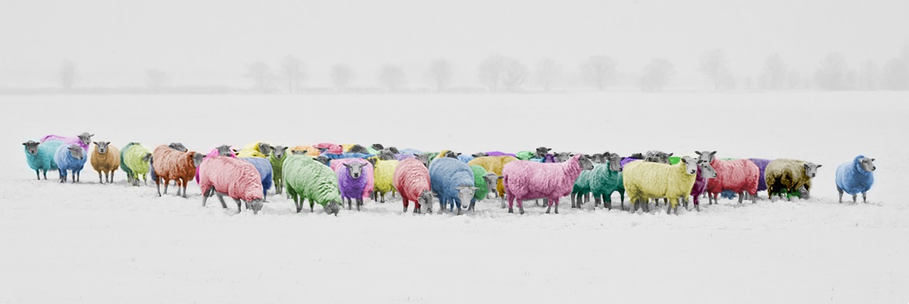 sheep colorful colorized free photo
