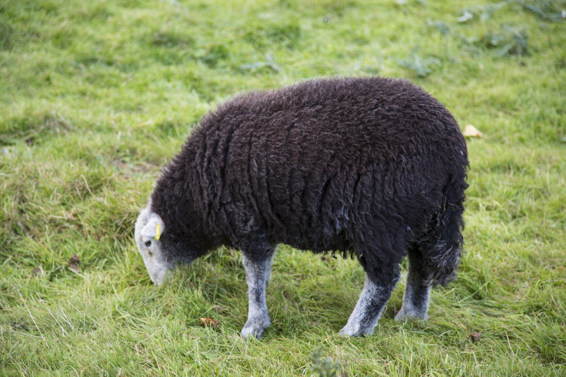 sheep farm farming free photo