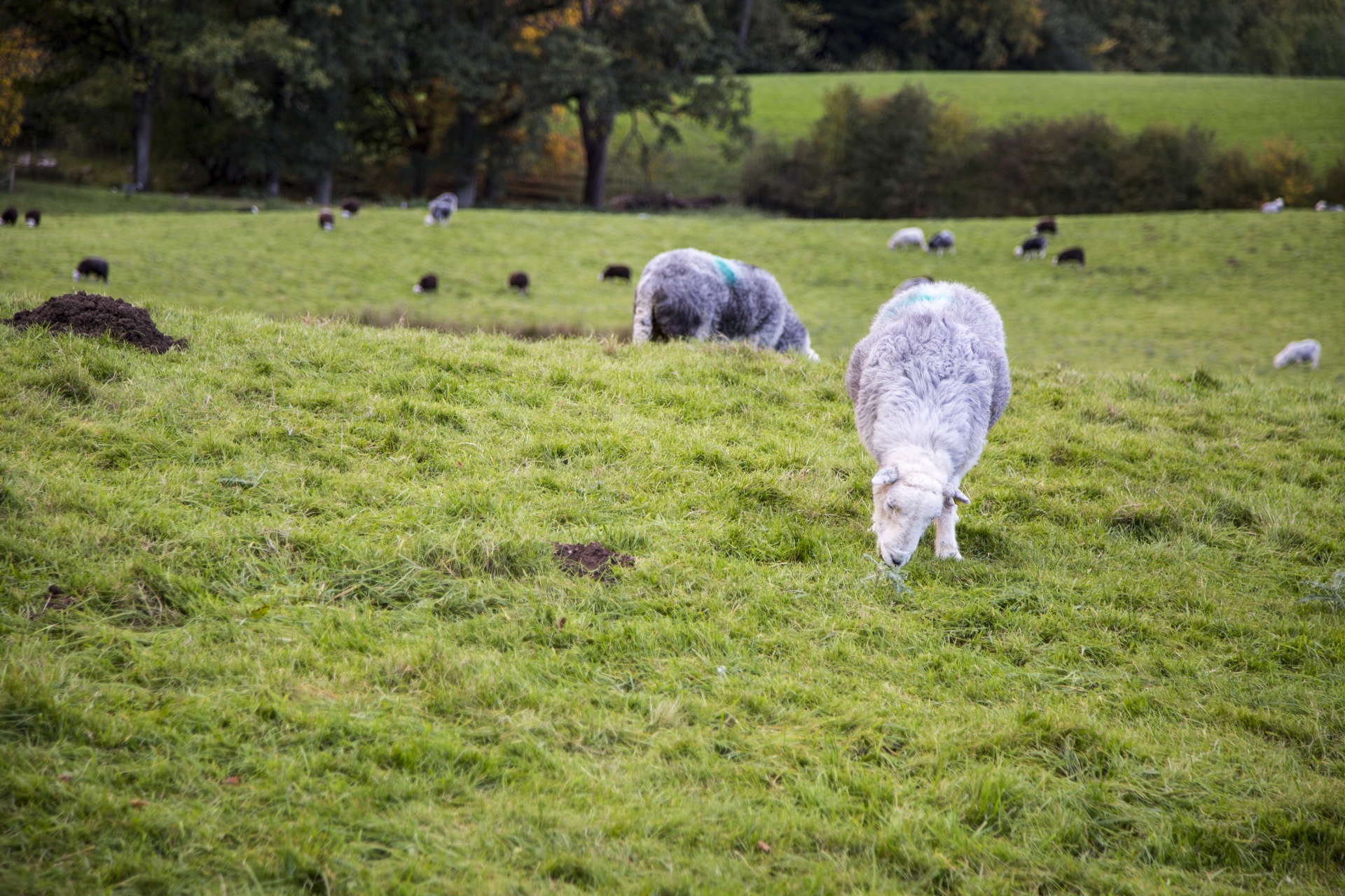 sheep farm farming free photo