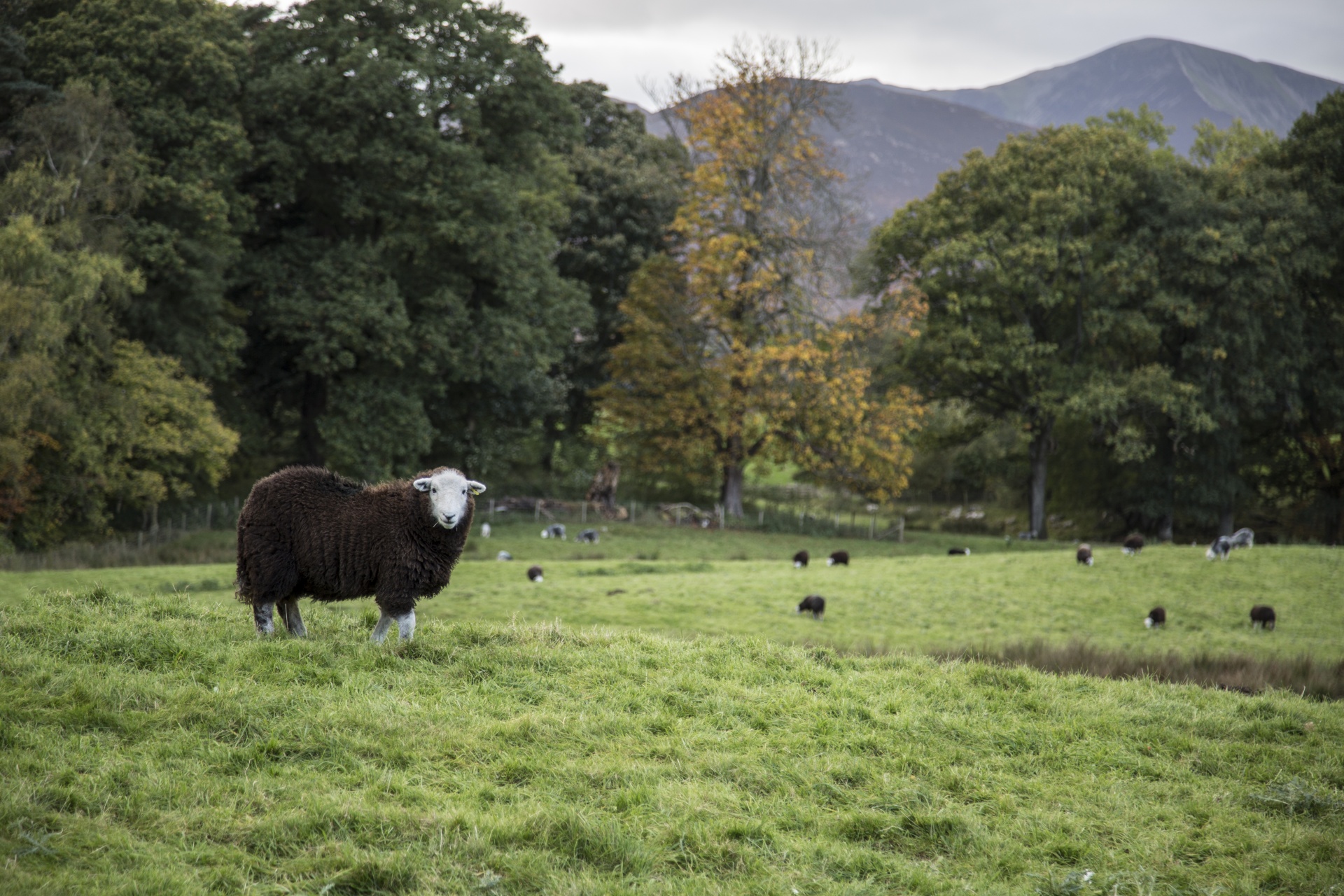 sheep farm farming free photo