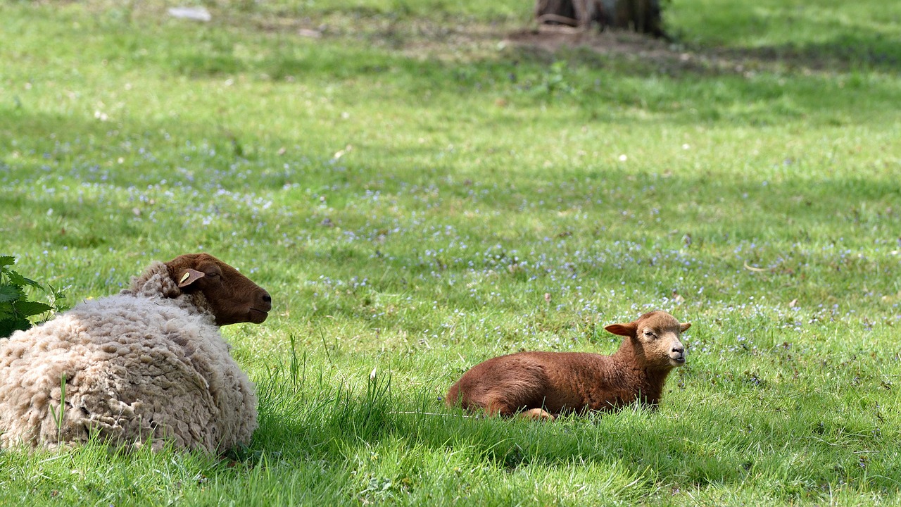 sheep animals flock of sheep free photo