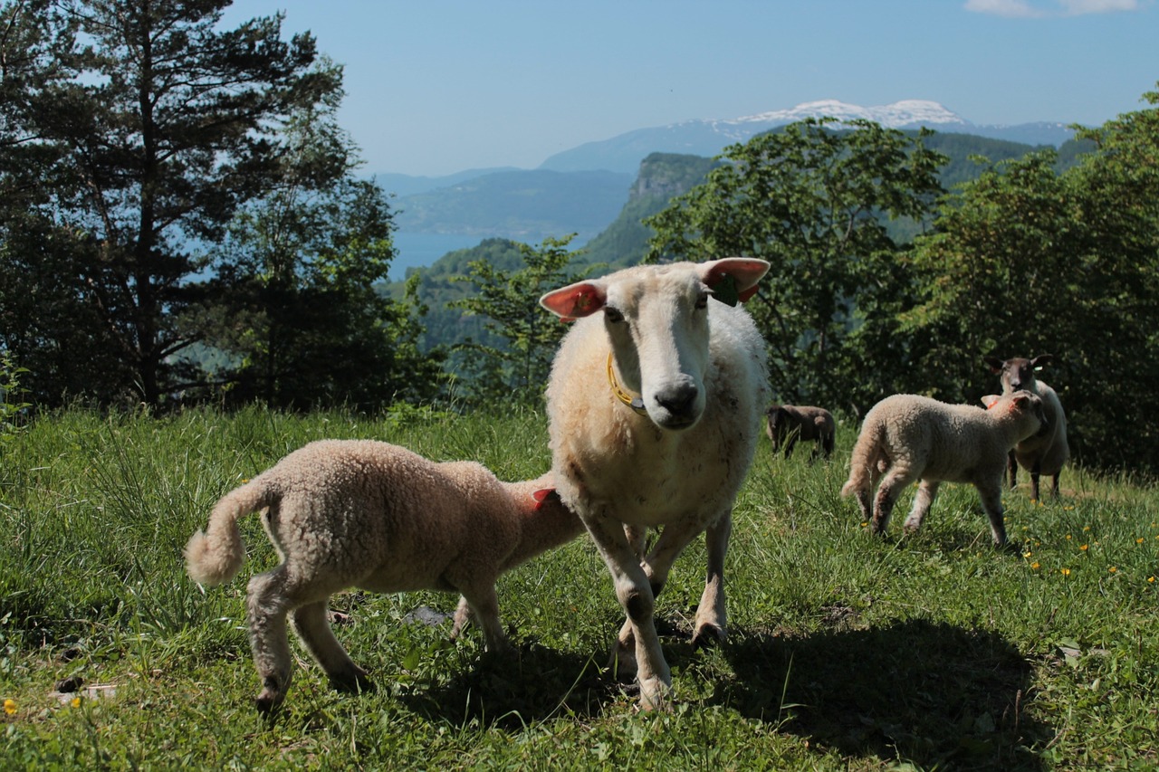 sheep nature norway free photo