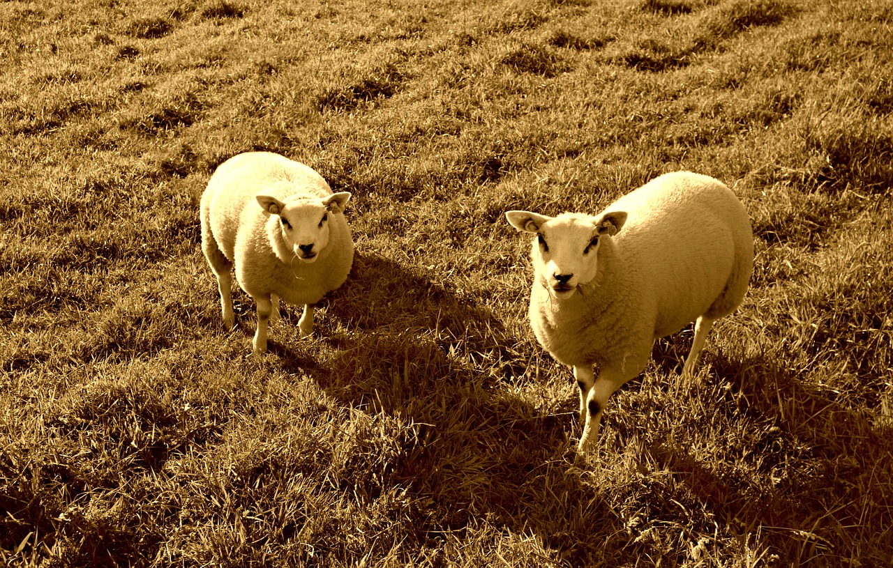 sheep animal mammal free photo