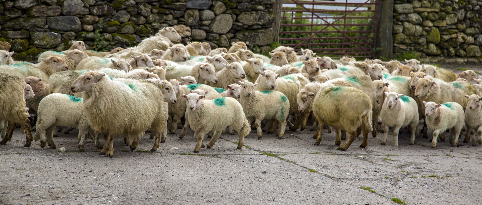 sheep farm farming free photo