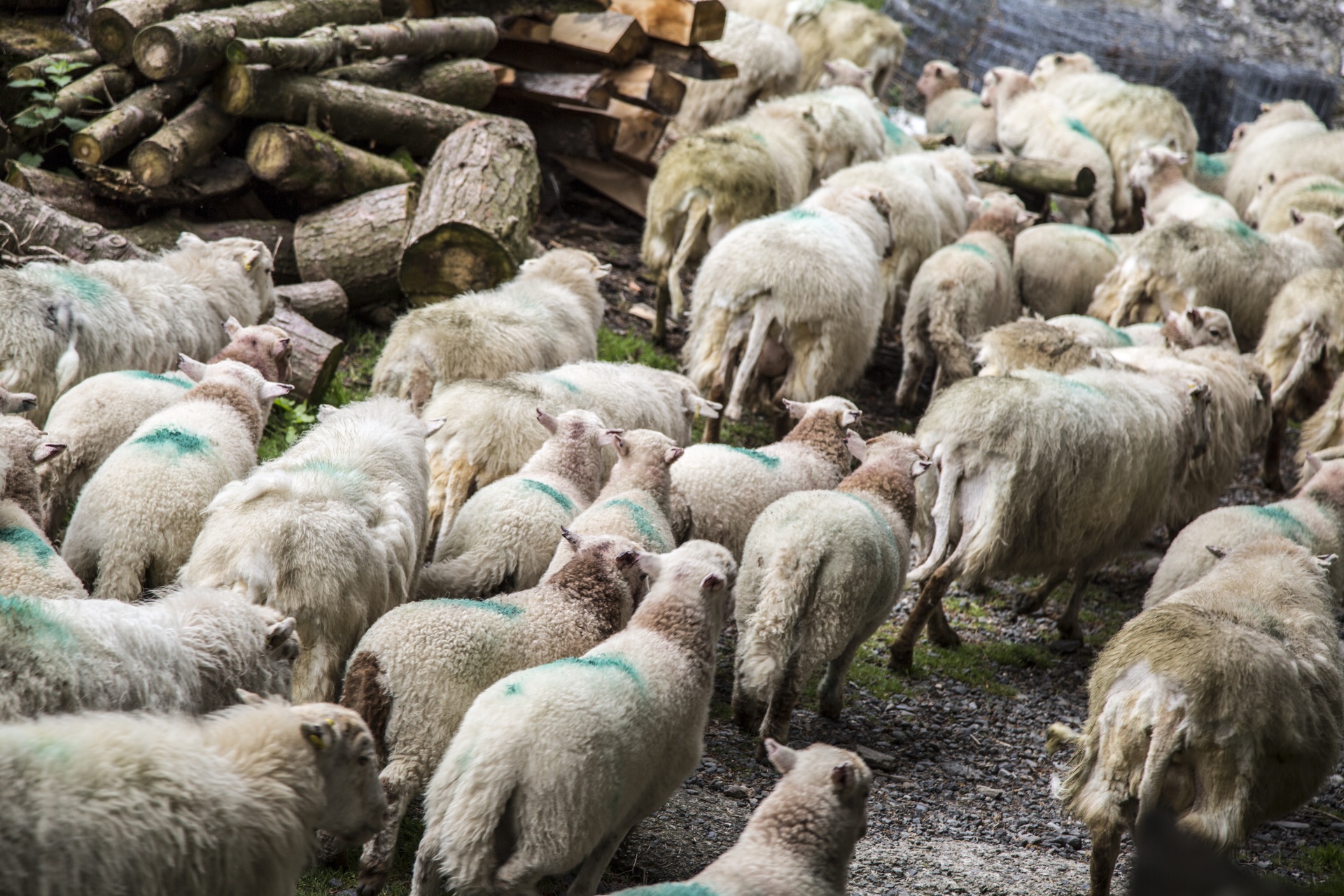 sheep farm farming free photo