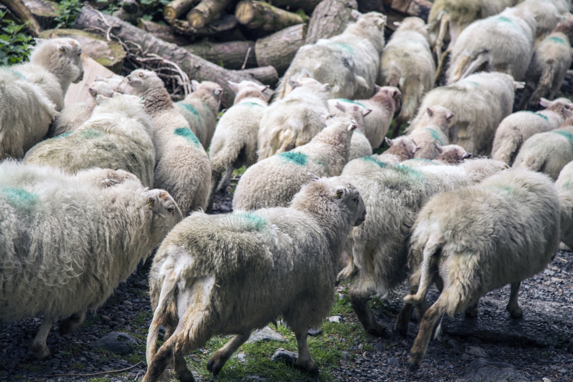 sheep farm farming free photo