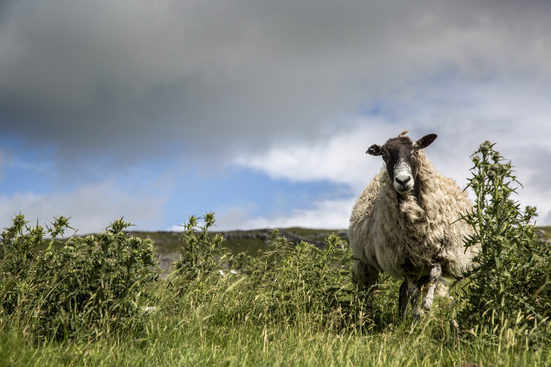 sheep farm farming free photo