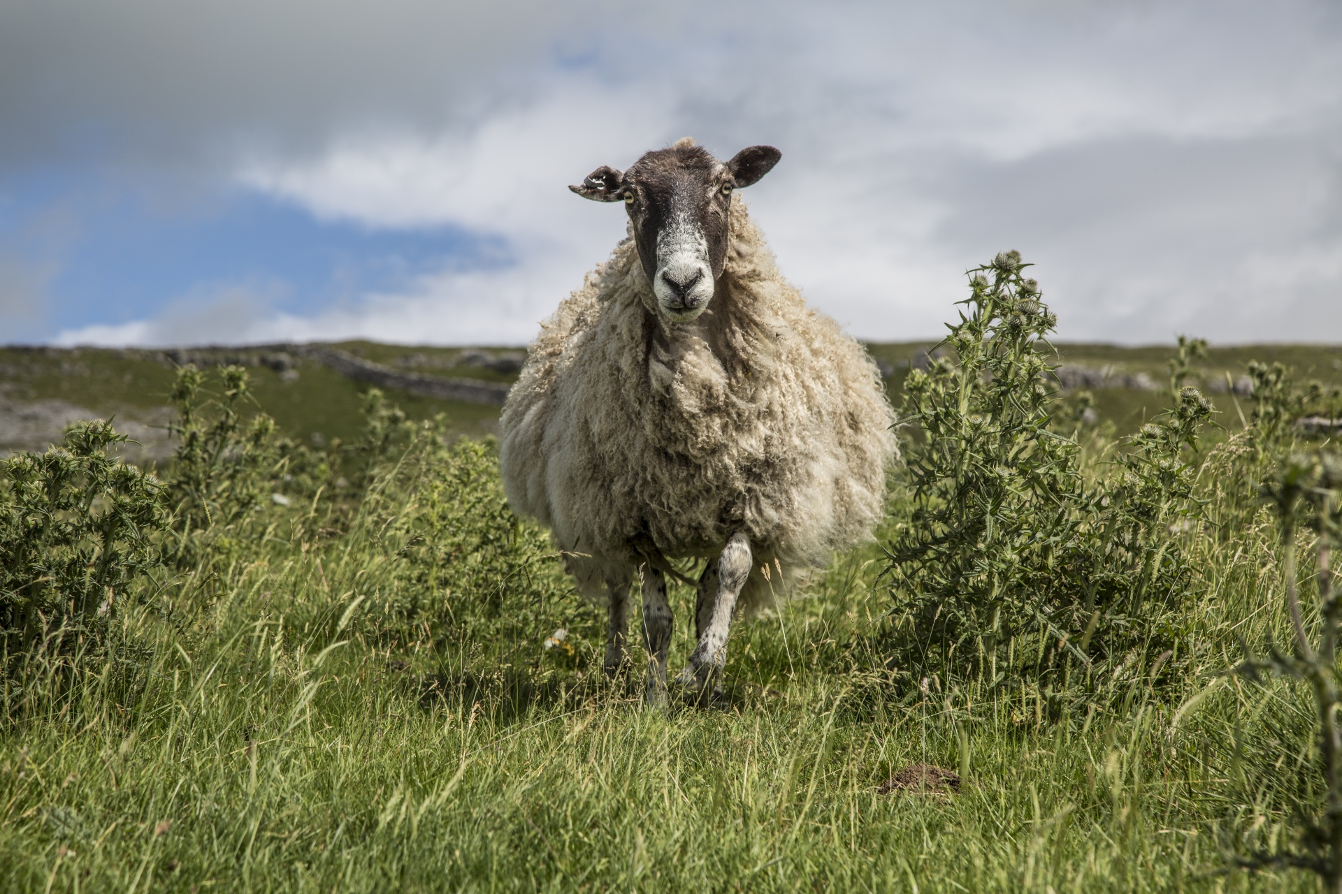 sheep farm farming free photo