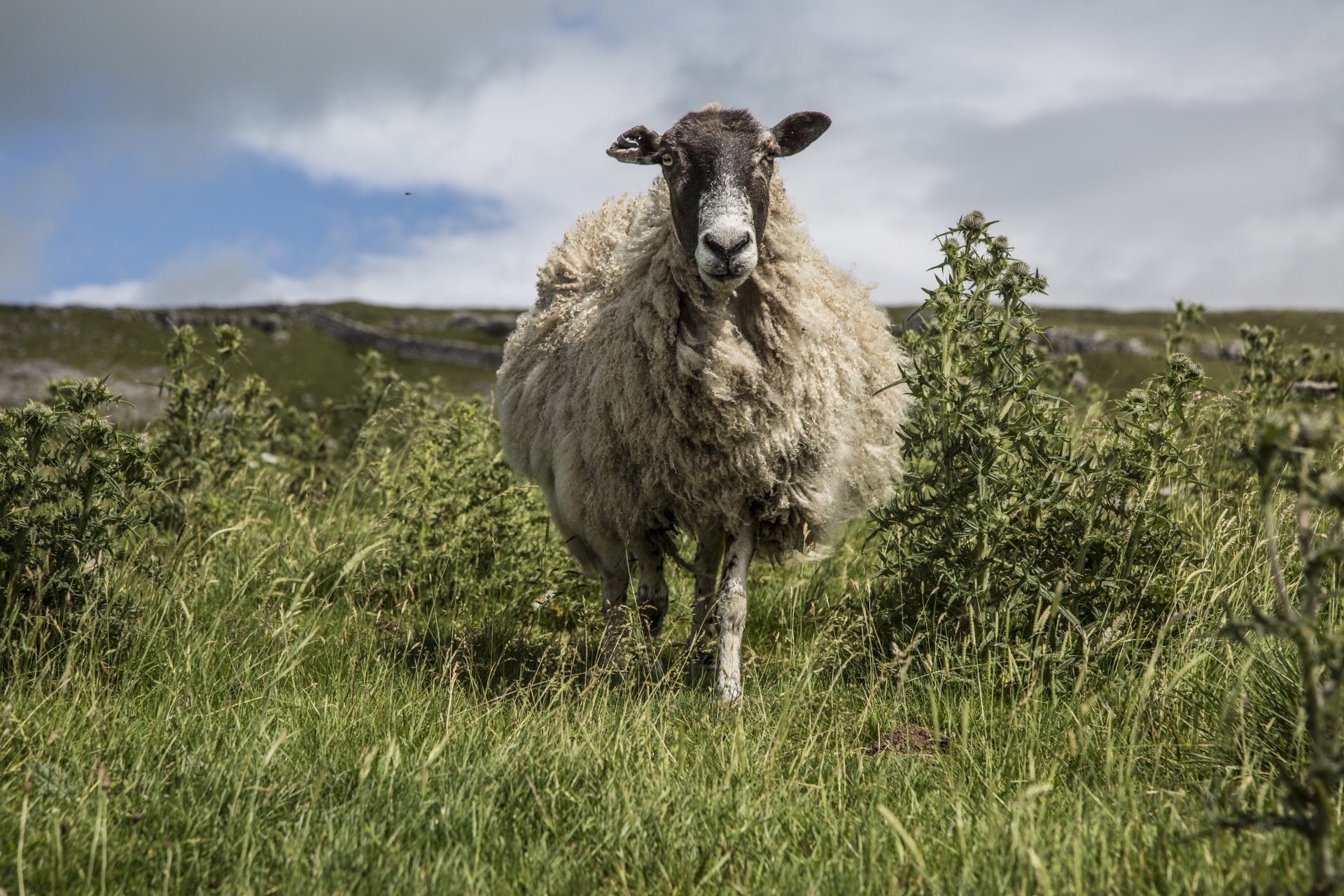 sheep farm farming free photo