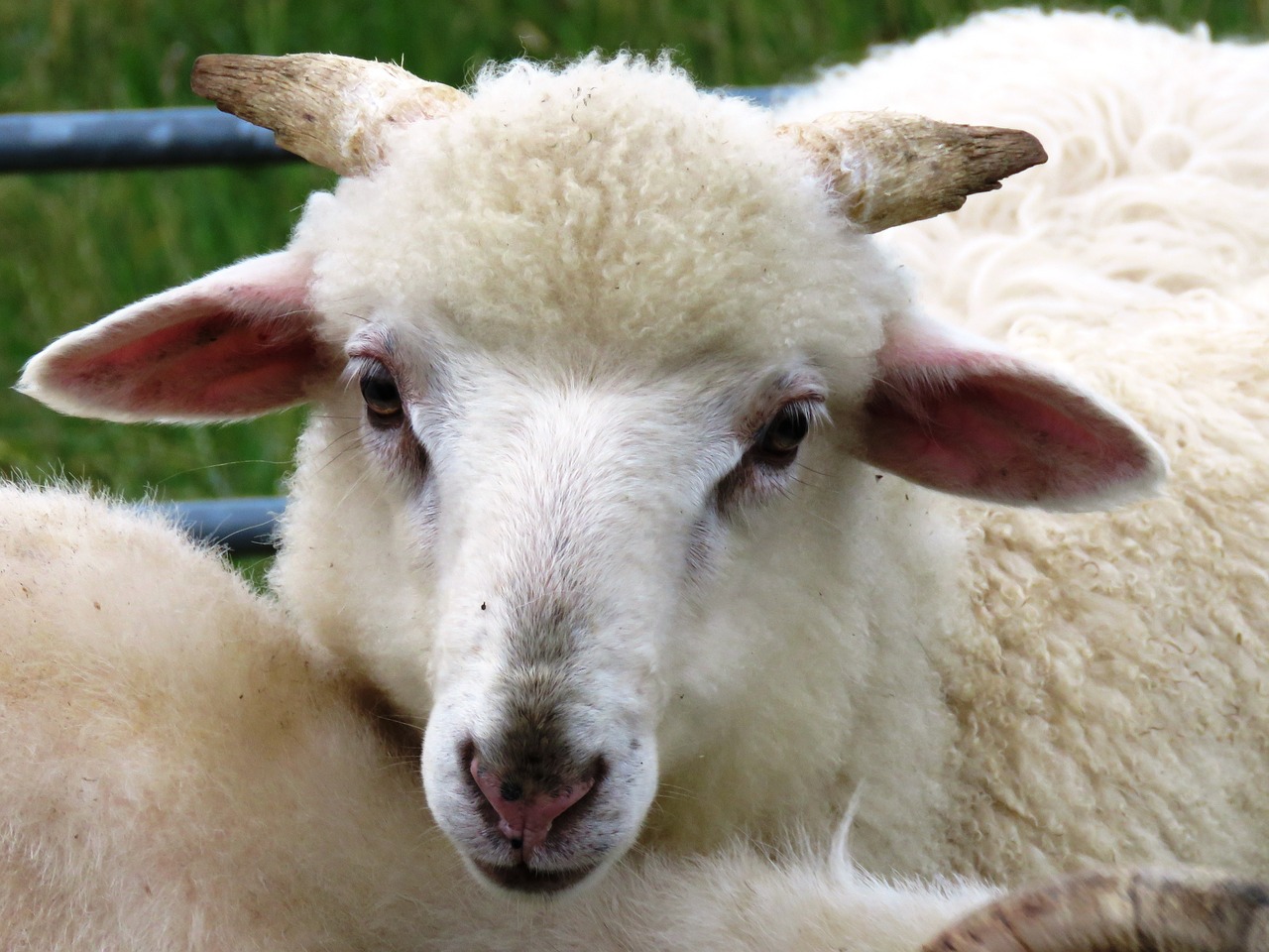 sheep lamb wool free photo