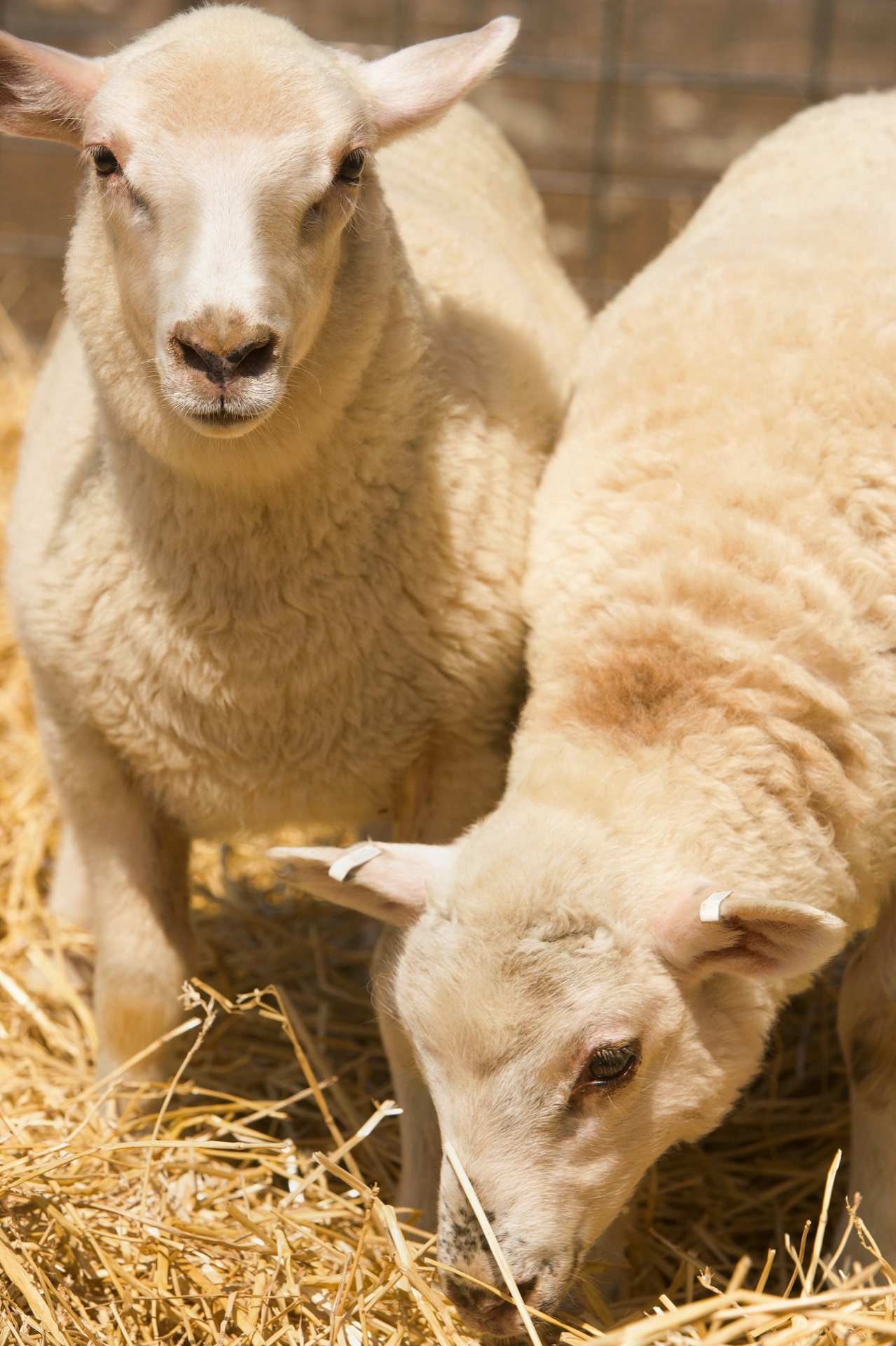 sheep livestock farm free photo