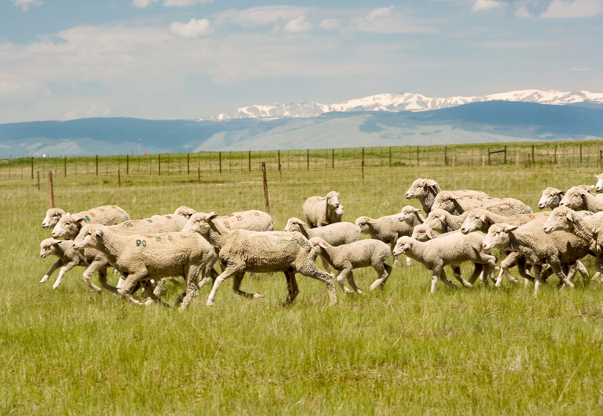 sheep lamb ewe free photo