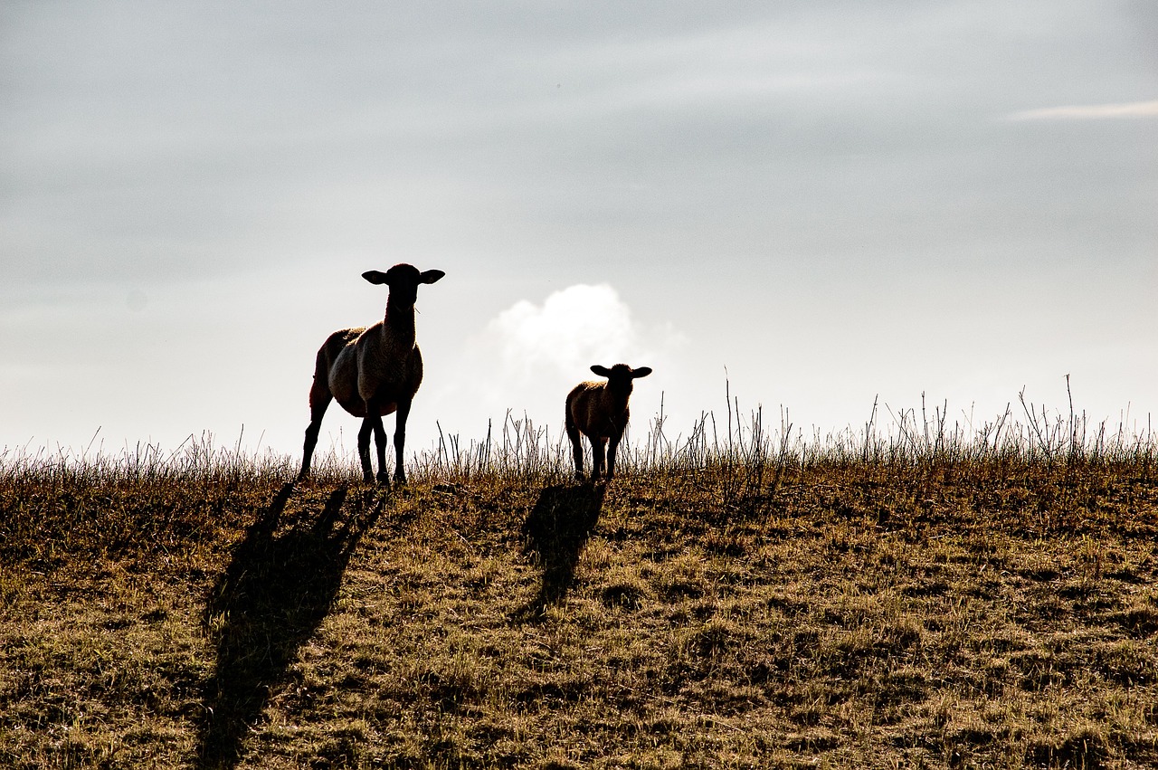 sheep animals wool free photo