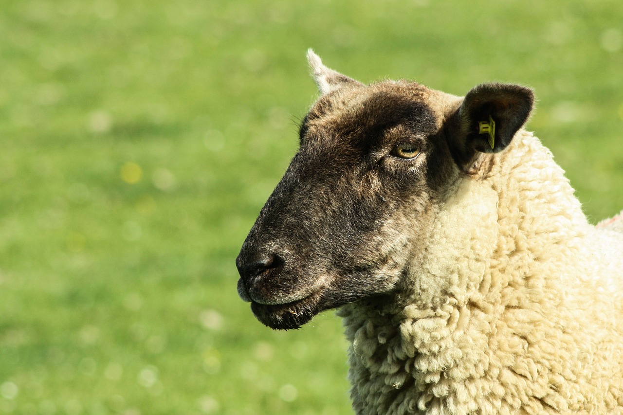 sheep sheep's wool herd animal free photo