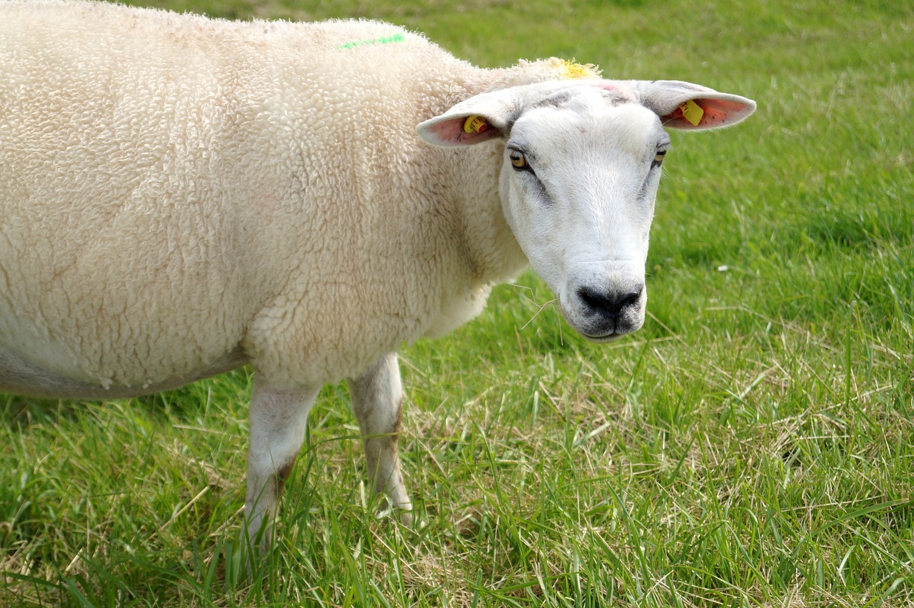 sheep animal wool free photo