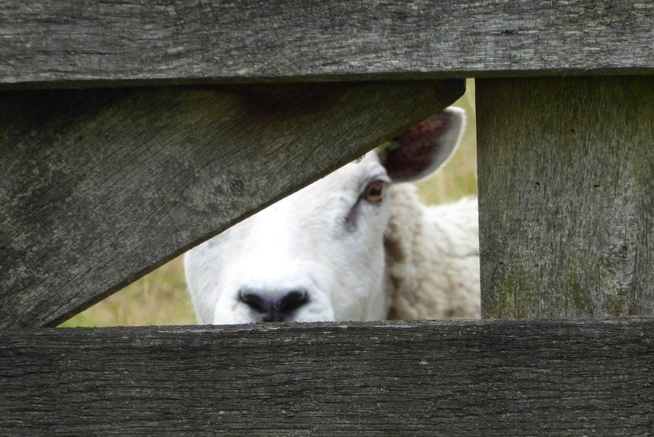 sheep peekaboo pasture free photo