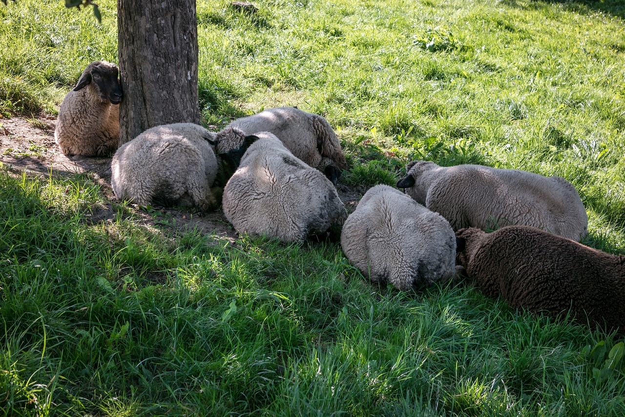sheep rest break free photo