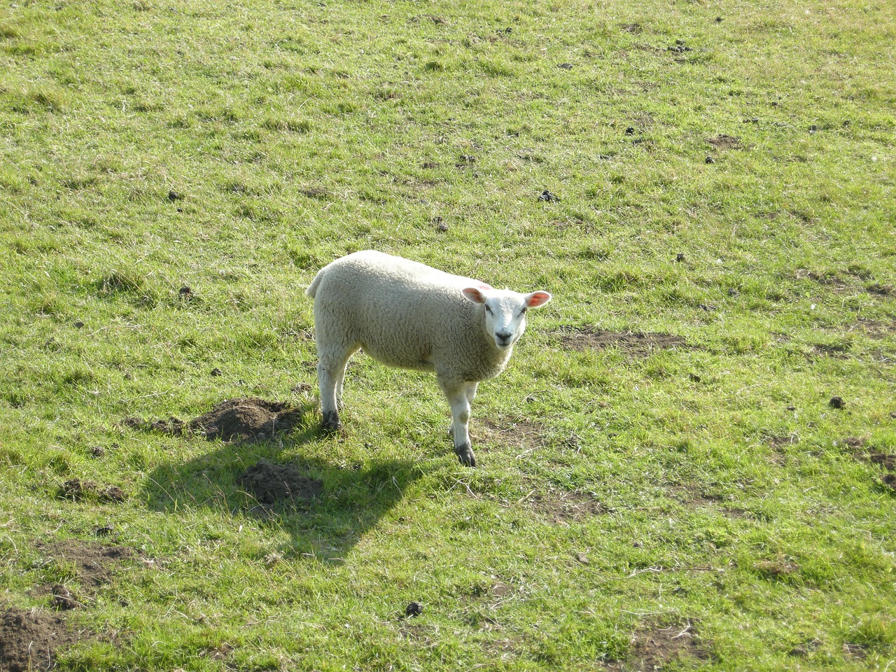 sheep eating wool free photo