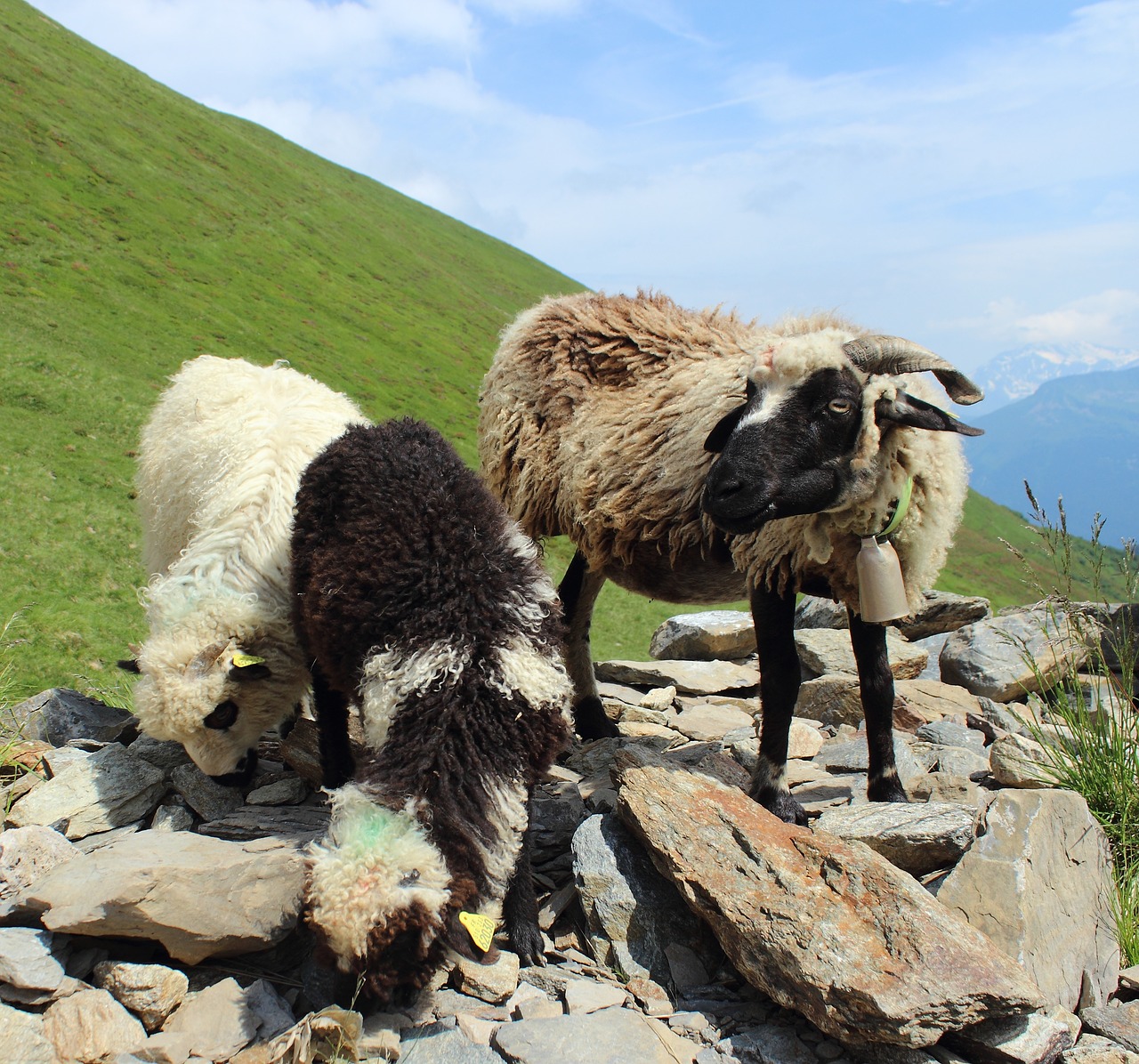 sheep lamb natural free photo